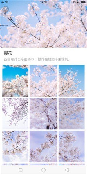 大脚壁纸截图2