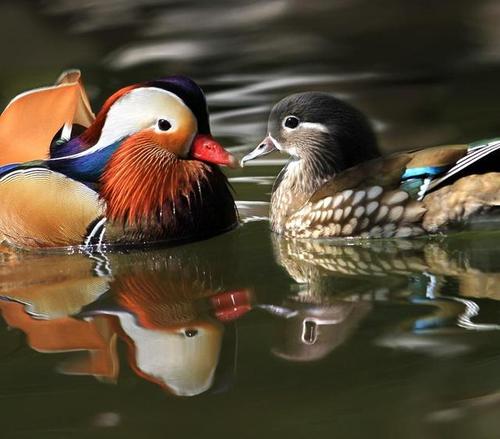 中国古代鸳鸯一词最早用来比作什么