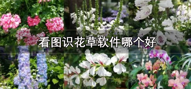 看图识花草软件
