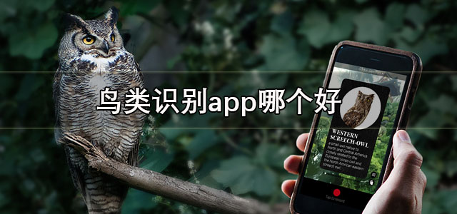 鸟类识别app