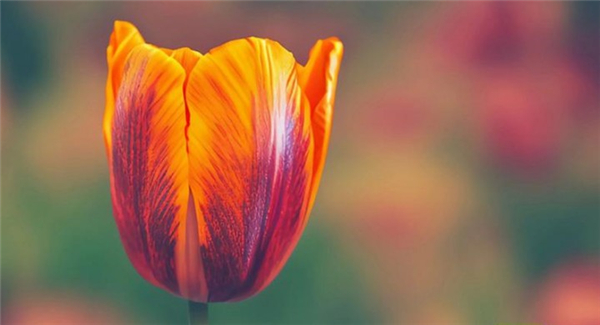 脸书facebook安卓版