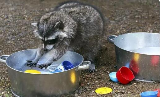 猜一猜: 小浣熊因为什么得名 蚂蚁庄园7.13答题