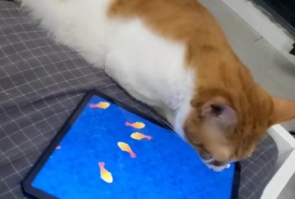 小猫可以玩的触屏游戏
