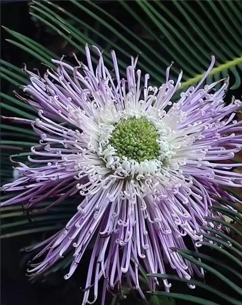 snapseed中文版最新版本