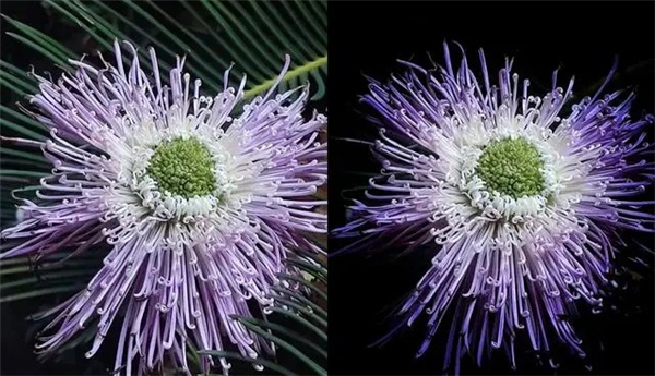 snapseed中文版最新版本