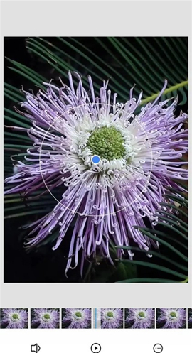 snapseed中文版最新版本