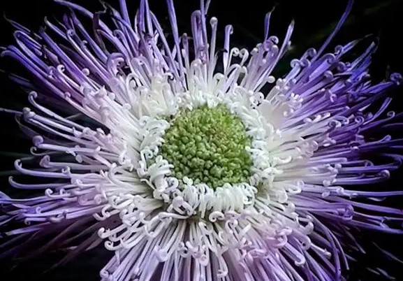 snapseed中文版最新版本