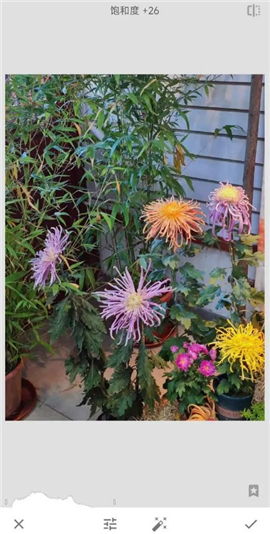 手机修图软件snapseed新版下载2024