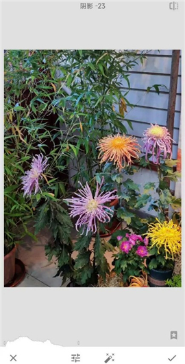 手机修图软件snapseed新版下载2024