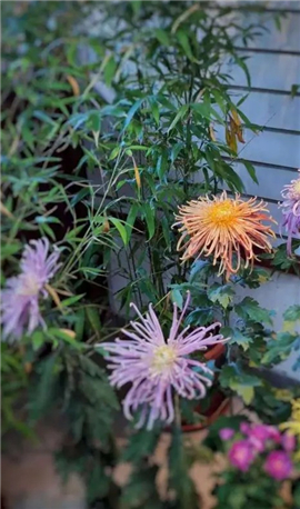 手机修图软件snapseed新版下载2024