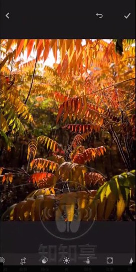 lightroom中文手机安卓版