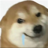 芒狗社区安卓版