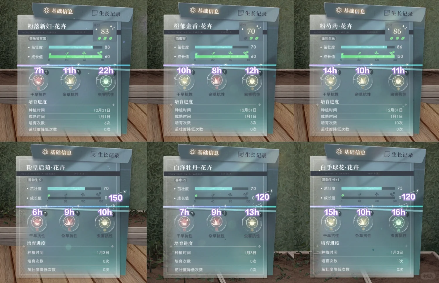 恋与深空花卉成熟时间一览