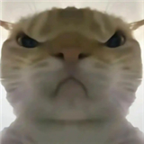 三角洲鼠鼠工具