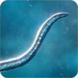 孢子模拟器中文版