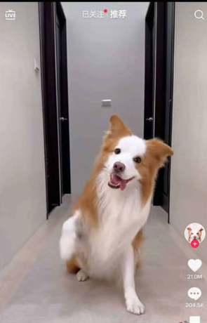 TikTok短视频app